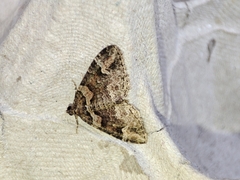 Catarhoe basochesiata