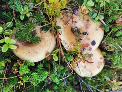 Lactarius scrobiculatus