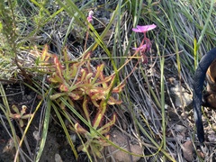 Drosera hilaris