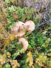 Lactarius scrobiculatus