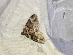 Catarhoe basochesiata