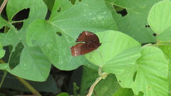 Elymnias hypermnestra