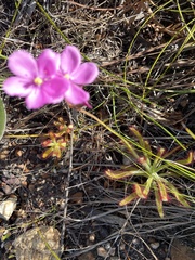 Drosera hilaris