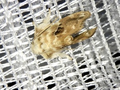 Kitanola uncula