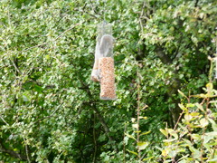 Sciurus carolinensis