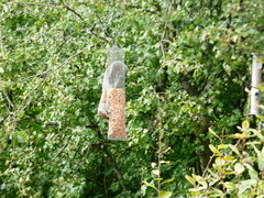 Sciurus carolinensis