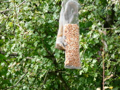 Sciurus carolinensis
