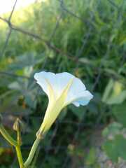 Ipomoea cardiophylla