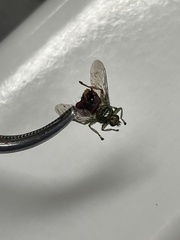 Hippoboscidae