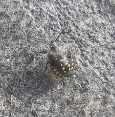 Nezara viridula