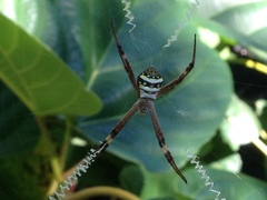 Argiope keyserlingi