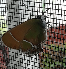 Callophrys xami xami