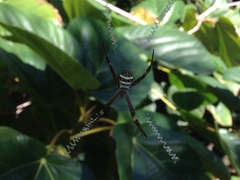 Argiope keyserlingi
