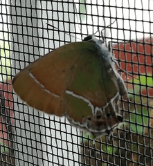 Callophrys xami xami