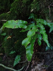 Asplenium scolopendrium scolopendrium