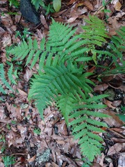 Coryphopteris castanea