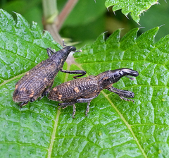 Peribleptus scalptus