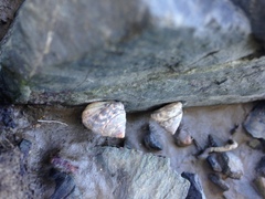 Bembicium auratum