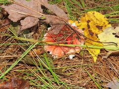 Russula