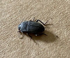 Asiopus minimus