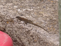 Podarcis muralis colosii