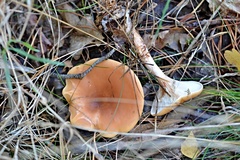 Paralepista flaccida