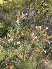 Lobostemon fruticosus