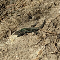Podarcis muralis colosii
