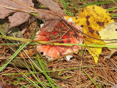 Russula