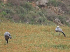 Anthropoides paradiseus