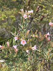 Lobostemon fruticosus