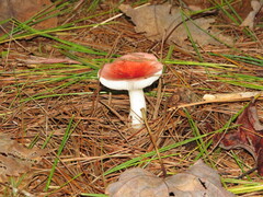 Russula