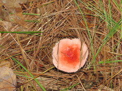 Russula