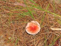Russula