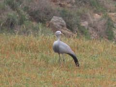 Anthropoides paradiseus