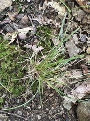 Carex pensylvanica