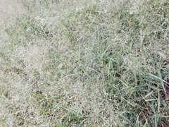 Eragrostis tenuifolia