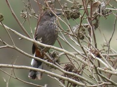 Curruca subcoerulea subcoerulea