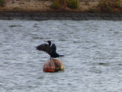 Phalacrocorax carbo