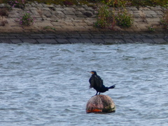 Phalacrocorax carbo