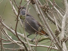 Curruca subcoerulea subcoerulea