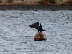 Phalacrocorax carbo