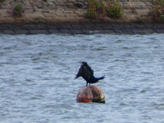 Phalacrocorax carbo
