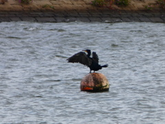 Phalacrocorax carbo