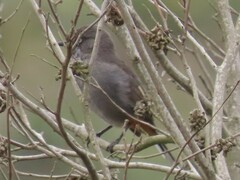 Curruca subcoerulea subcoerulea