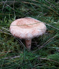 Lactarius torminosus