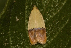 Odites natalensis