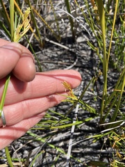 Carex preissii