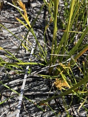 Carex preissii
