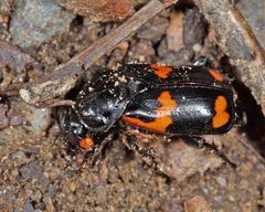Nicrophorus sayi